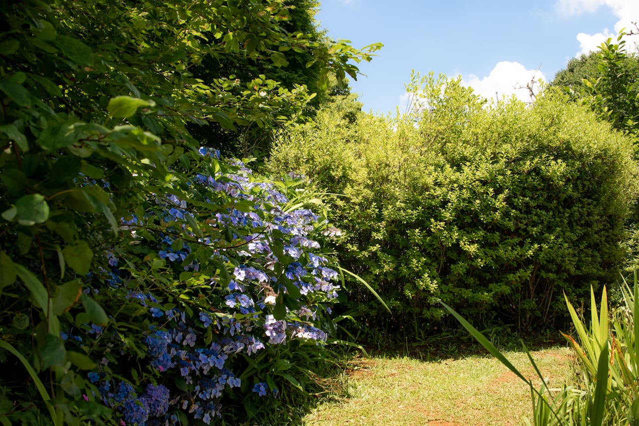 Espaces verts à Bidache — David Service