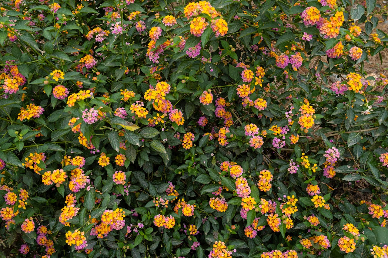 Création paysagère à Came — David Service